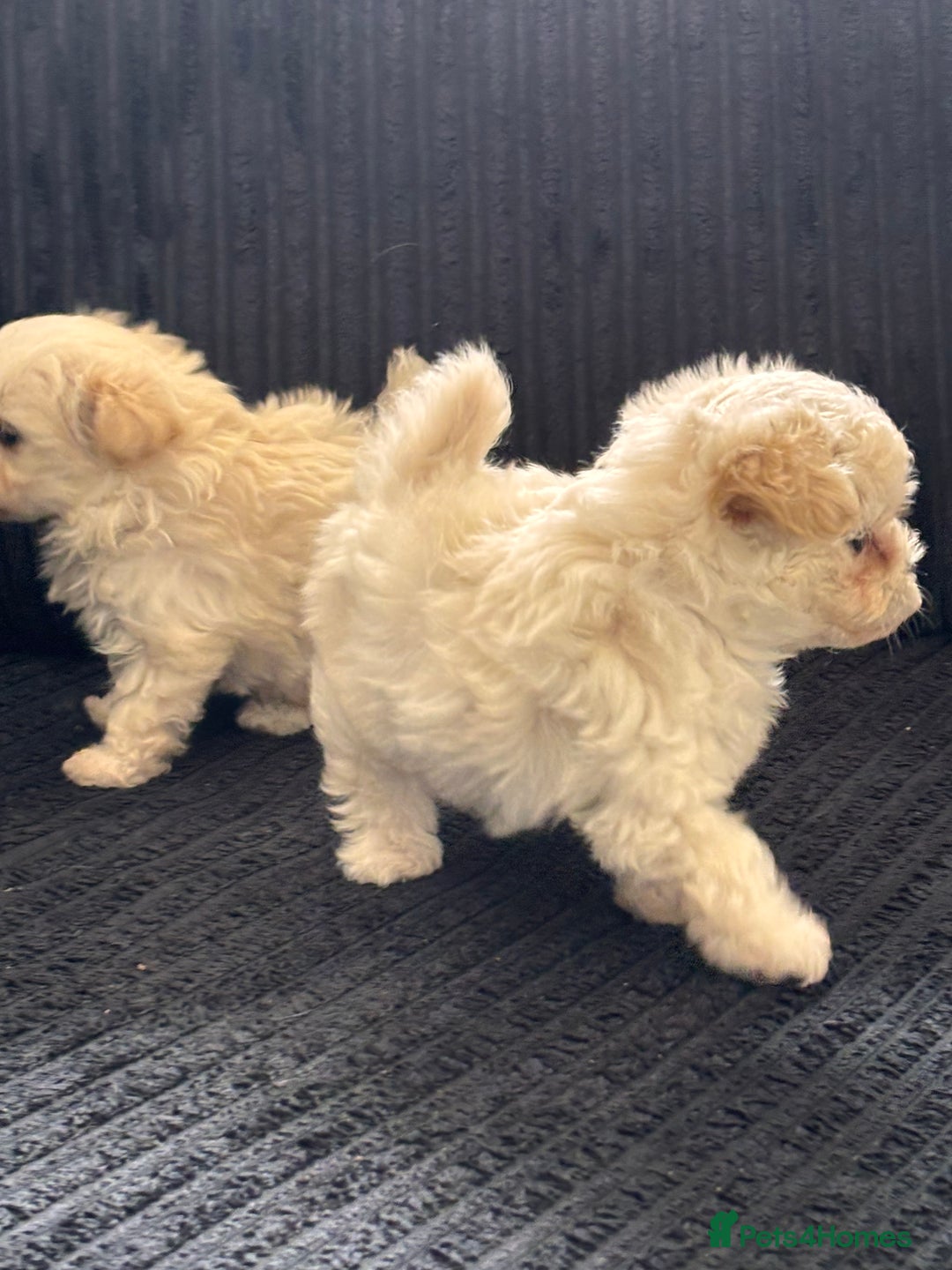 Maltipoo dogs for sale: Adorable Micro Maltipoo f1s  - Image 5