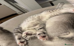 British Shorthair cats for sale: British shorthair x kittens for sale - Image 15