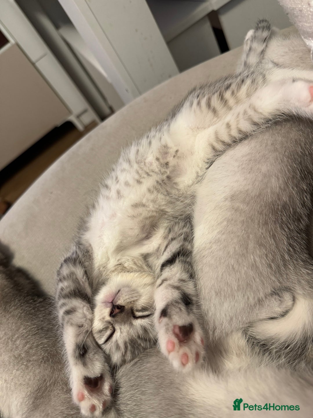 British Shorthair cats for sale: British shorthair x kittens for sale - Image 15
