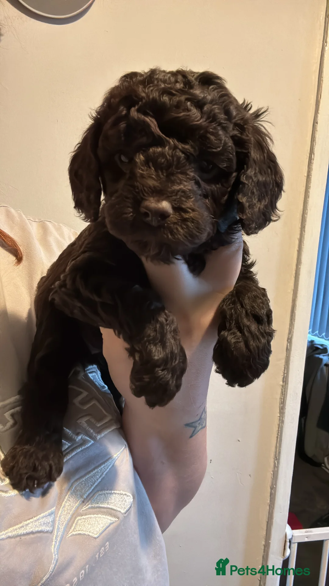 Cockapoo dogs for sale: 1 Male F1B Cockapoo looking for forever home 🐾 - Advert 18