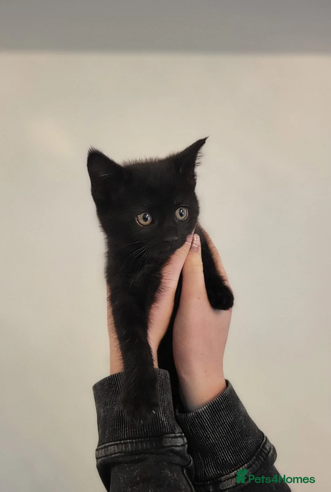 Maine Coon cats for sale: Gorgeous litter of 5 Maine Coon x kittens - Advert 6