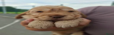 Cocker Spaniel 2