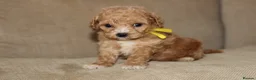 Bichon Frise dogs for sale: Poochon F1 puppies from Health Tested parents  - Advert 10