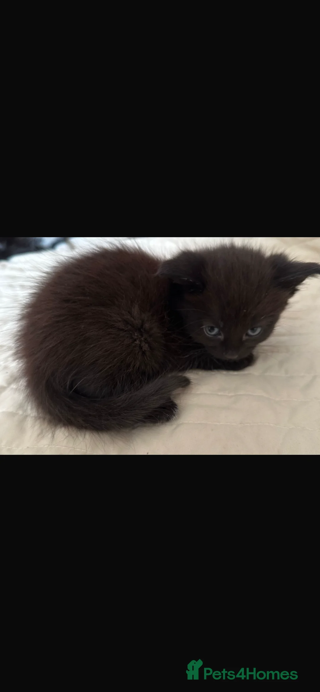 Mixed Breed cats for sale: Mixed breed kitten Persian/domestic shortshair - Advert 1