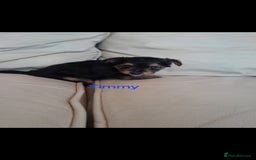 Yorkshire Terrier dogs for sale: Yorkshire Terrier Puppies - Image 3