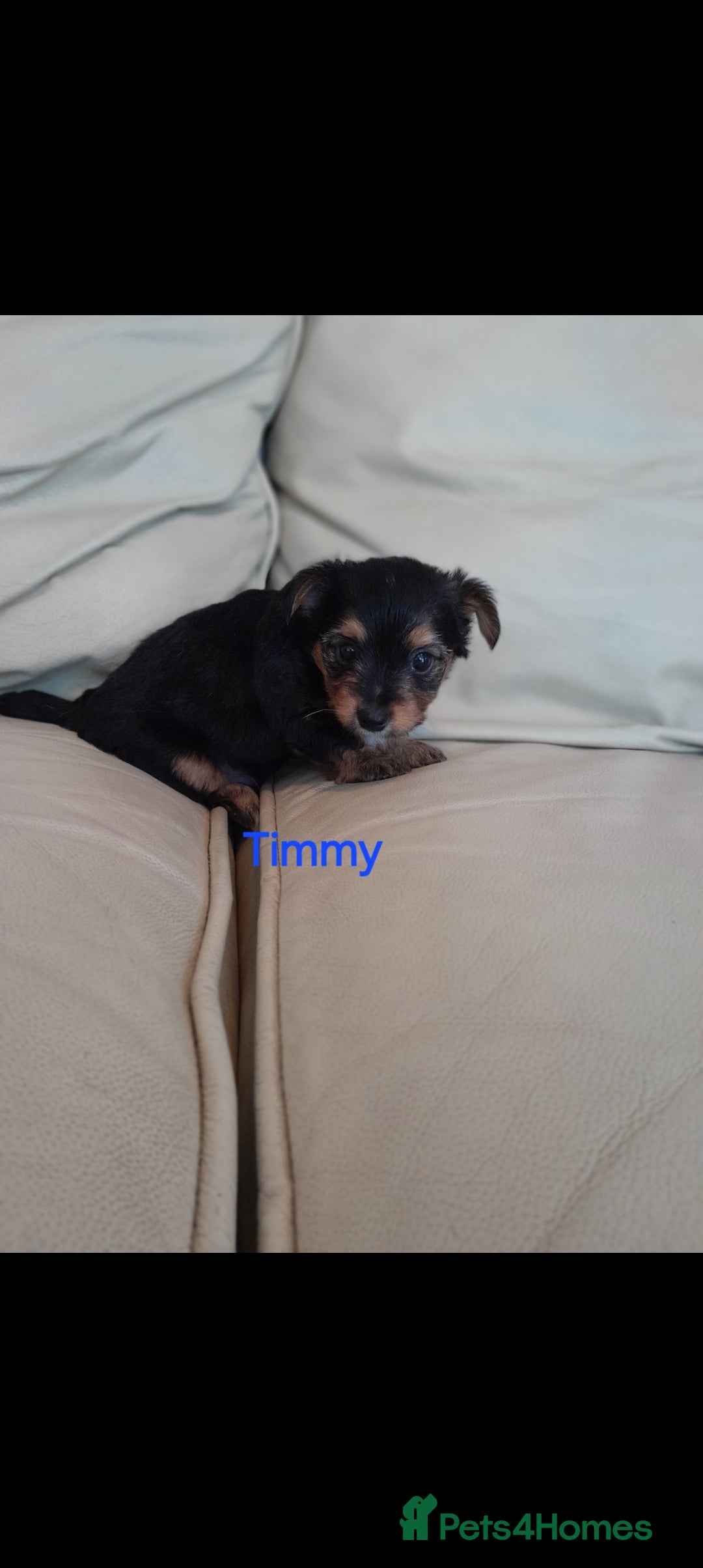 Yorkshire Terrier dogs for sale: Yorkshire Terrier Puppies - Image 3