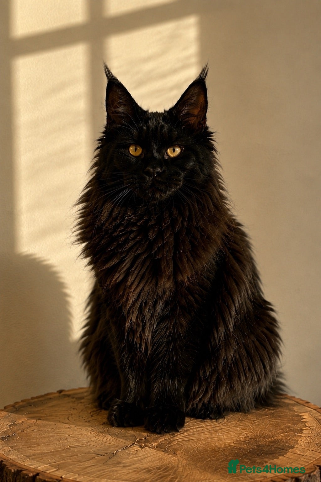 Maine Coon cats Beautiful Maine Coon females - Advert 2