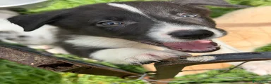 Border Collie 3