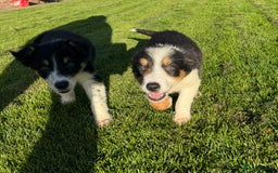 Border Collie dogs for sale: 🖤🤍🤎Fabulous Border Collies 🖤🤍🤎 - Image 4