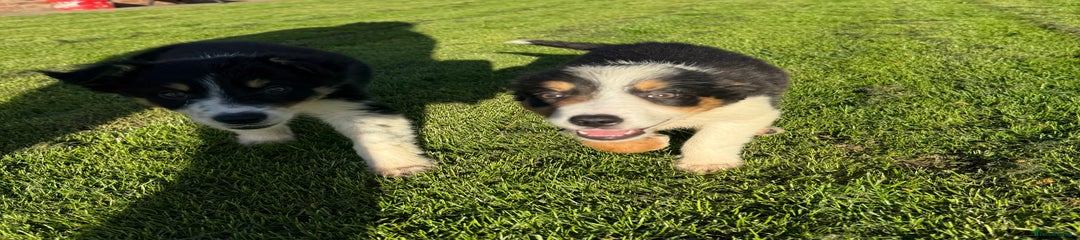 Border Collie Puppy 4