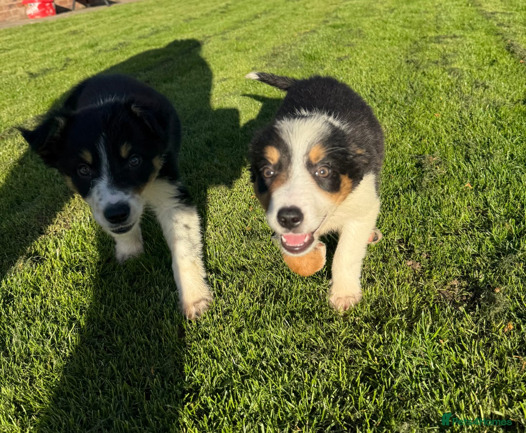 Border Collie dogs for sale: 🖤🤍🤎Fabulous Border Collies 🖤🤍🤎 - Image 4