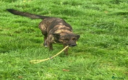 Belgian Shepherd Dog dogs for sale: Belgium Shepard girl needs new home - Image 10