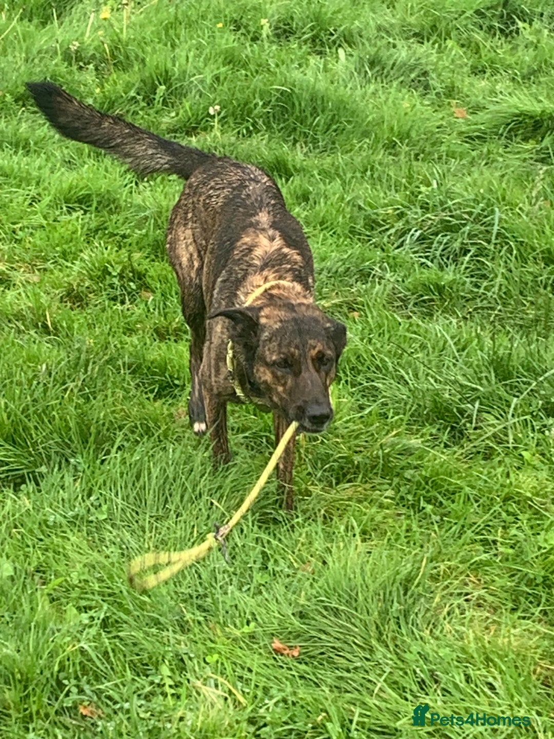 Belgian Shepherd Dog dogs for sale: Belgium Shepard girl needs new home - Image 10