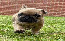 French Bulldog dogs for sale: KC HEALTH TESTED STANDARD FRENCH BULLDOG PUPS - Image 15