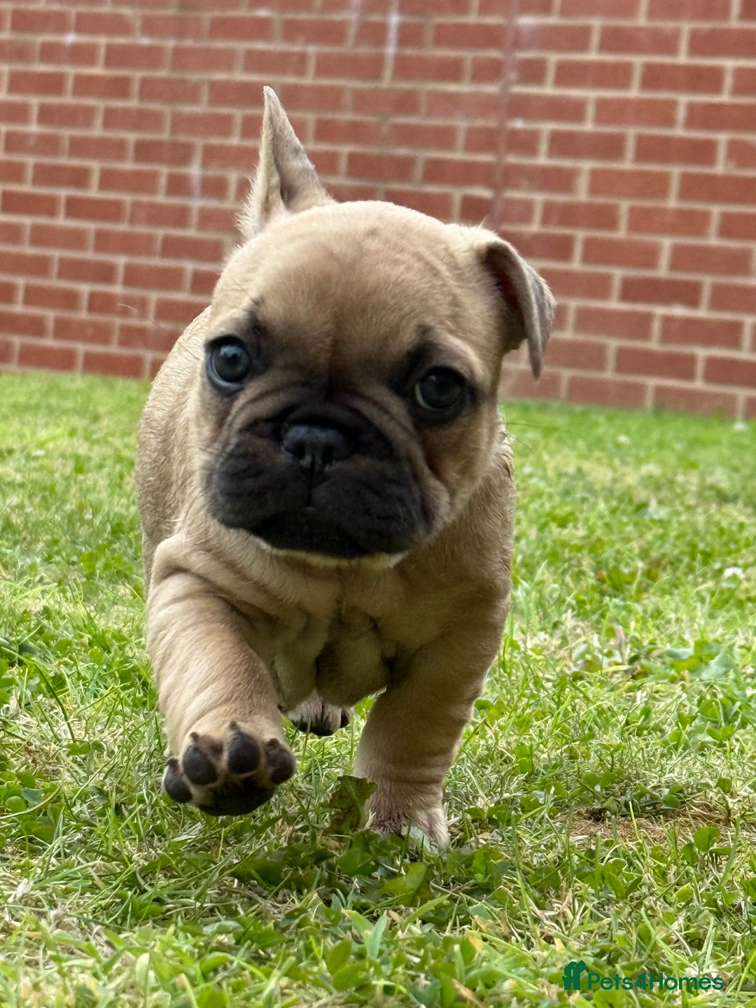 French Bulldog dogs for sale: KC HEALTH TESTED STANDARD FRENCH BULLDOG PUPS - Image 15