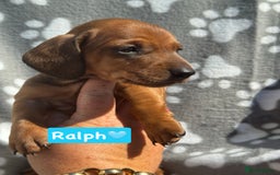 Miniature Dachshund dogs for sale: Miniature dachshund  - Image 11