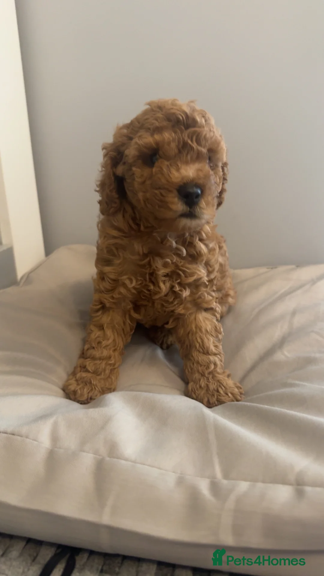 Toy Poodle dogs for sale: Beautiful Toy Poodle Puppies - Advert 2