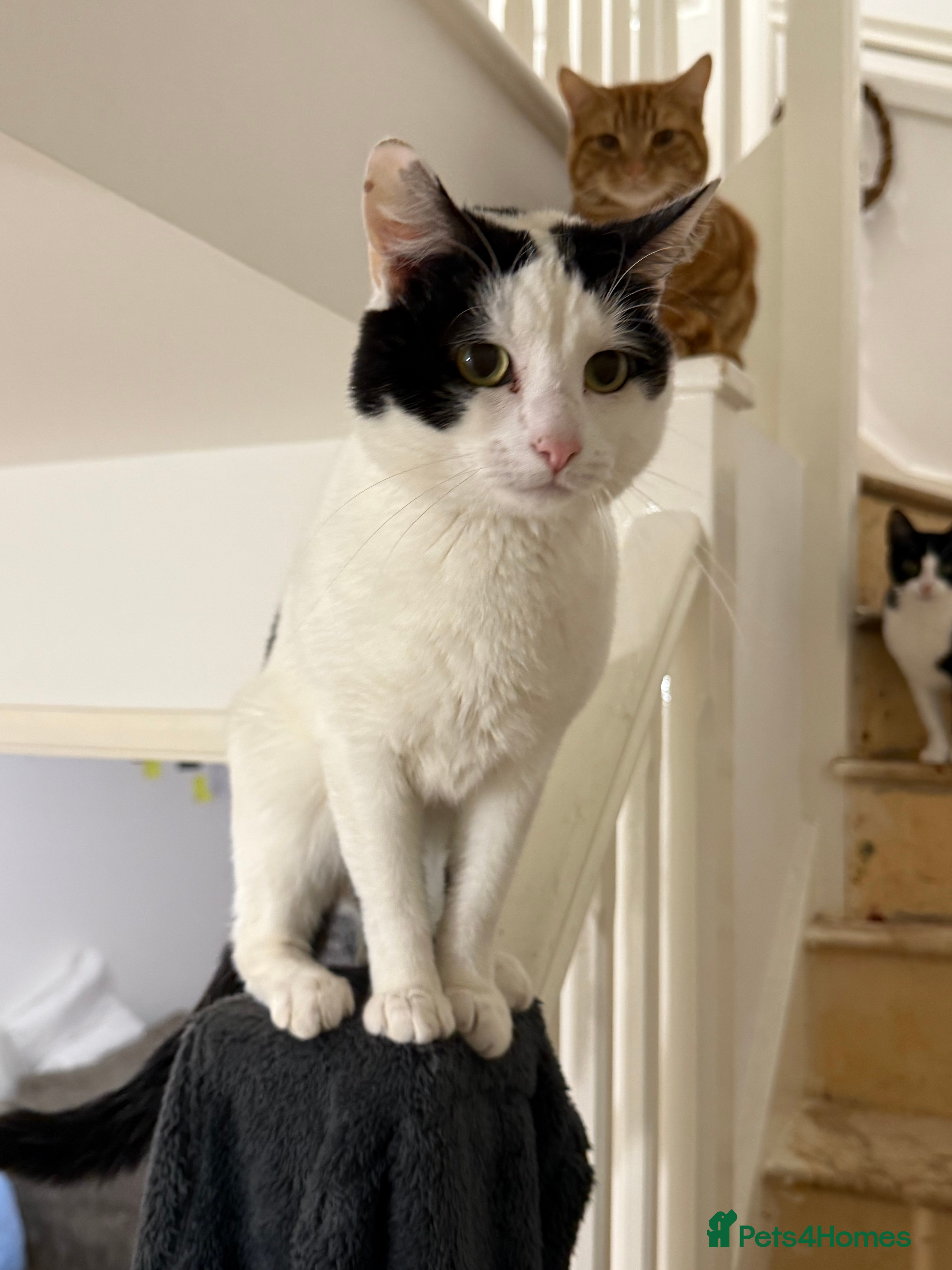 Domestic Shorthair cats Loving cat  in Leicester - Advert 1