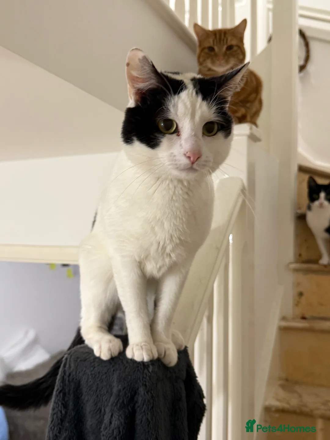 Domestic Shorthair cats for sale: Loving cat  in Leicester - Advert 1
