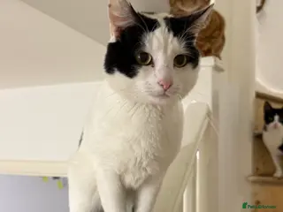 Domestic Shorthair cats Loving cat in Leicester - Advert 1