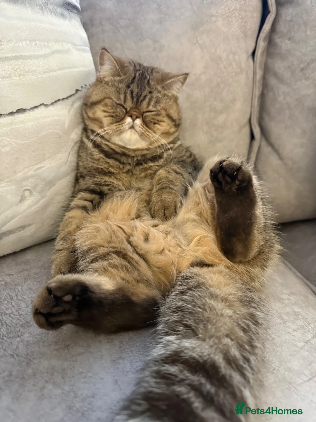 Exotic cats for sale: 4 Beautiful Kittens–Looking for Their Forever Home - Advert 1