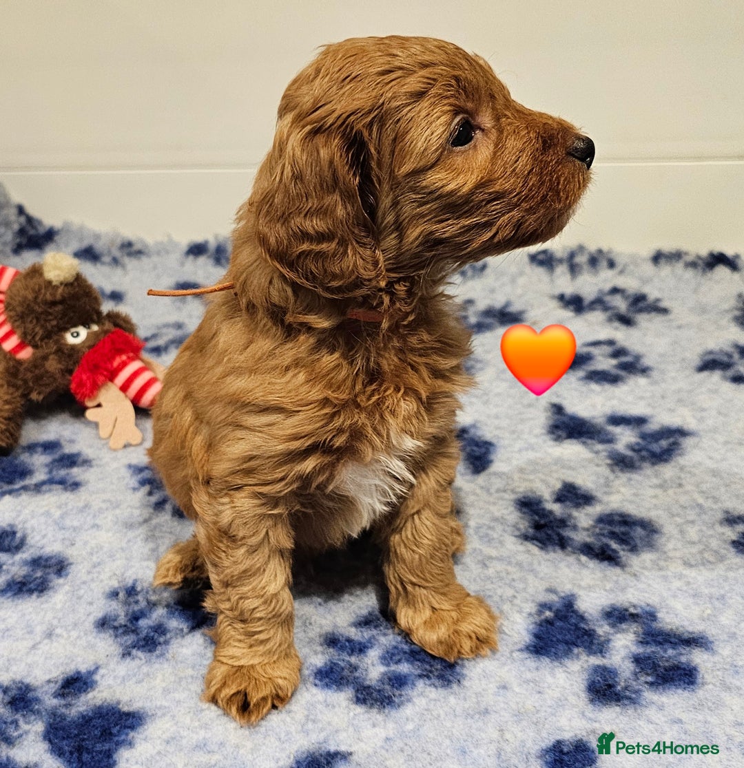 Australian Labradoodle dogs for sale: Stunning Miniature Australian Labradoodle pups - Advert 7