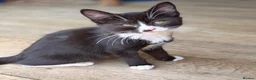 Mixed Breed cats for sale: GORGEOUS KITTENS - Advert 3
