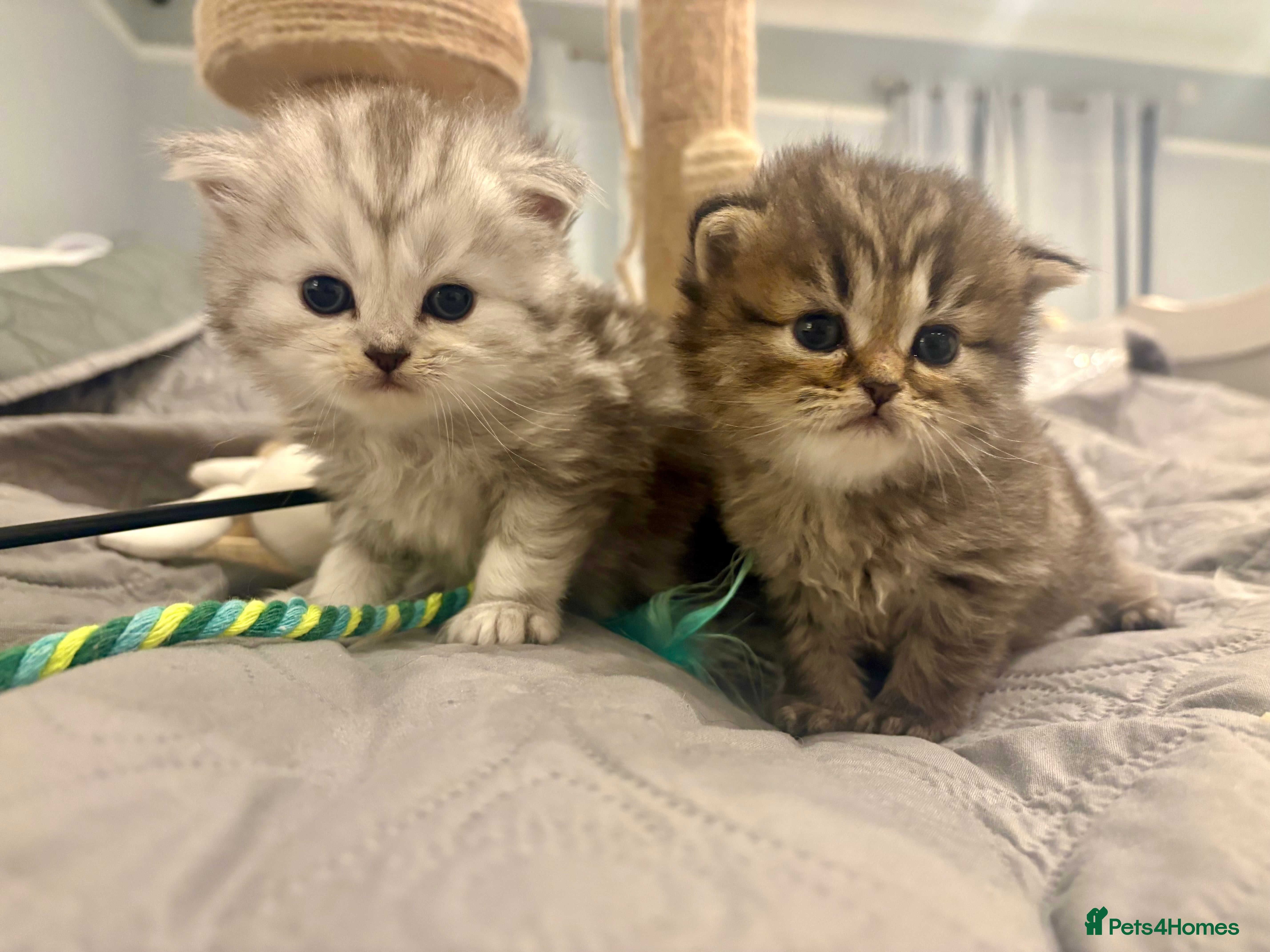 Persian cats 5 gorgeous PKD Negative Chinchilla Persian kittens - Advert 6