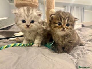 Persian cats 5 gorgeous PKD Negative Chinchilla Persian kittens - Advert 4