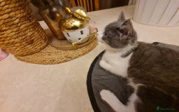 Mixed Breed cats for sale: Stunning  kittens looking  4 new home - Advert 14