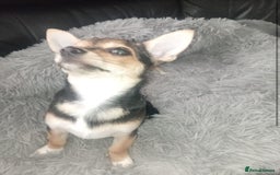 Chihuahua dogs for sale: Chihuahua fluff balls  - Image 22