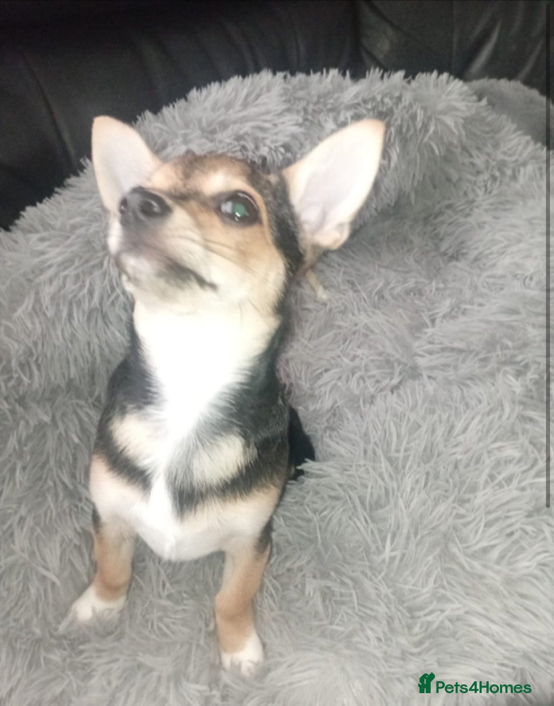 Chihuahua dogs for sale: Chihuahua fluff balls  - Image 22