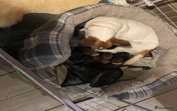 Mixed Breed dogs for sale: Cavapoo/Jack Russell puppies - Image 1