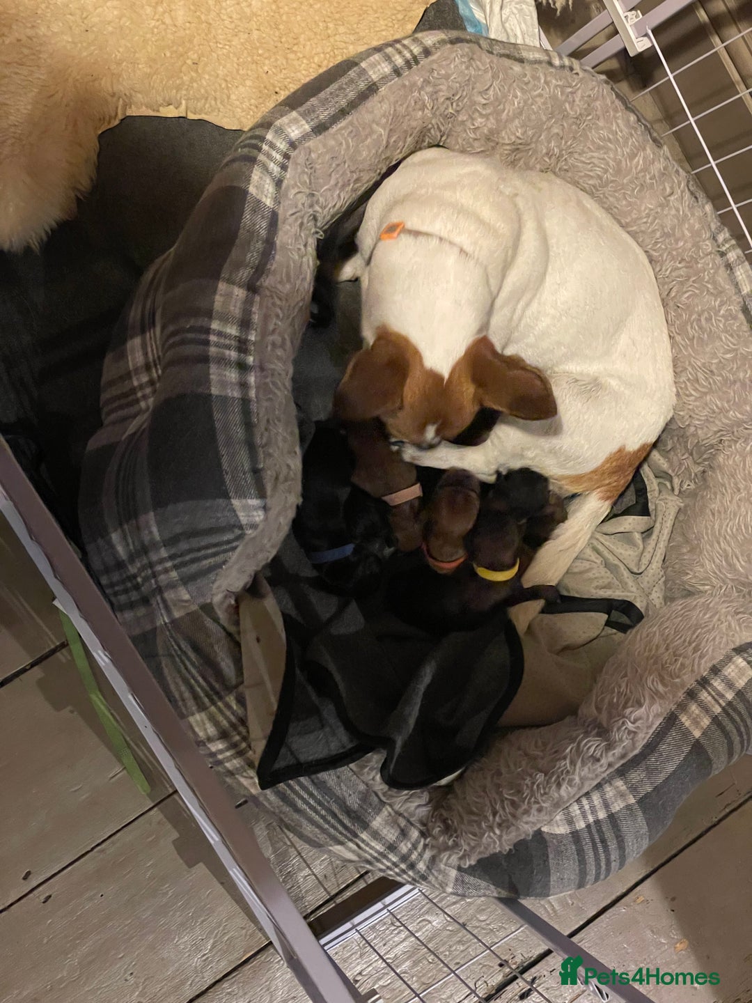 Mixed Breed dogs for sale: Cavapoo/Jack Russell puppies - Image 1