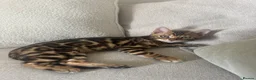 Bengal cats for sale: 2 male Bengal kittens  - Advert 3