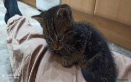 British Shorthair cats for sale: Beautiful tabby kittens - Image 28