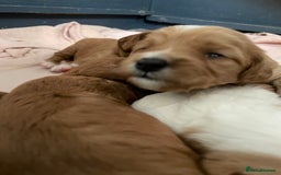 Mixed Breed dogs for sale: Beautiful Cavapoo puppies  - Image 7
