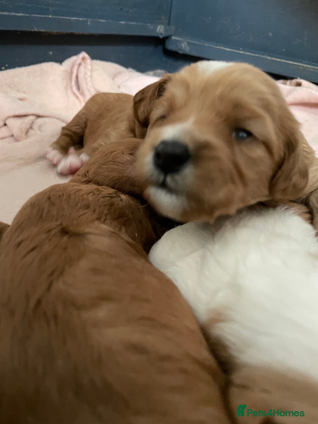 Mixed Breed dogs for sale: Beautiful Cavapoo puppies  - Image 7