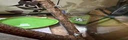 Frog reptiles for sale: Amazon milk frog babies - Advert 2