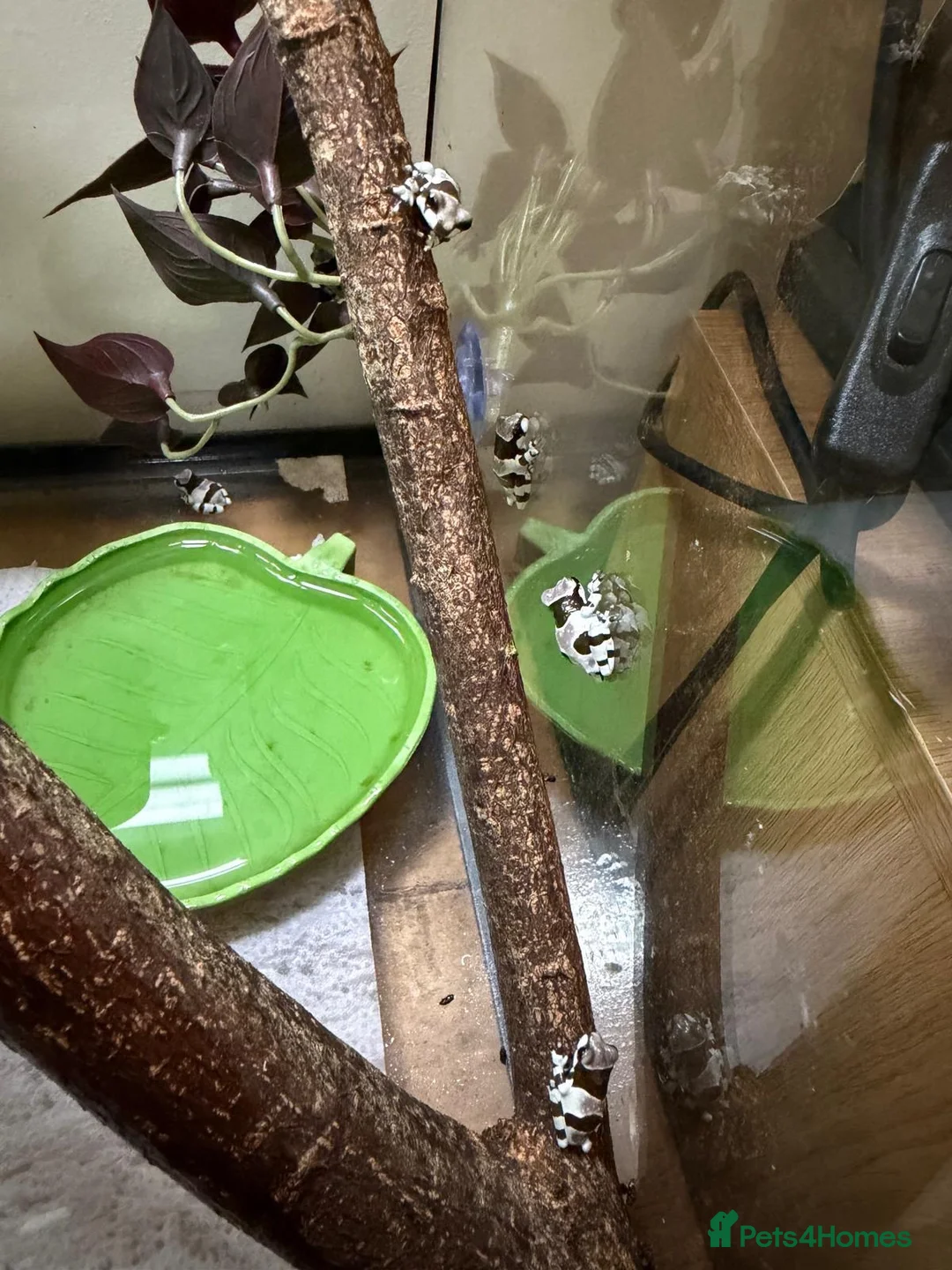 Frog reptiles for sale: Amazon milk frog babies - Advert 2