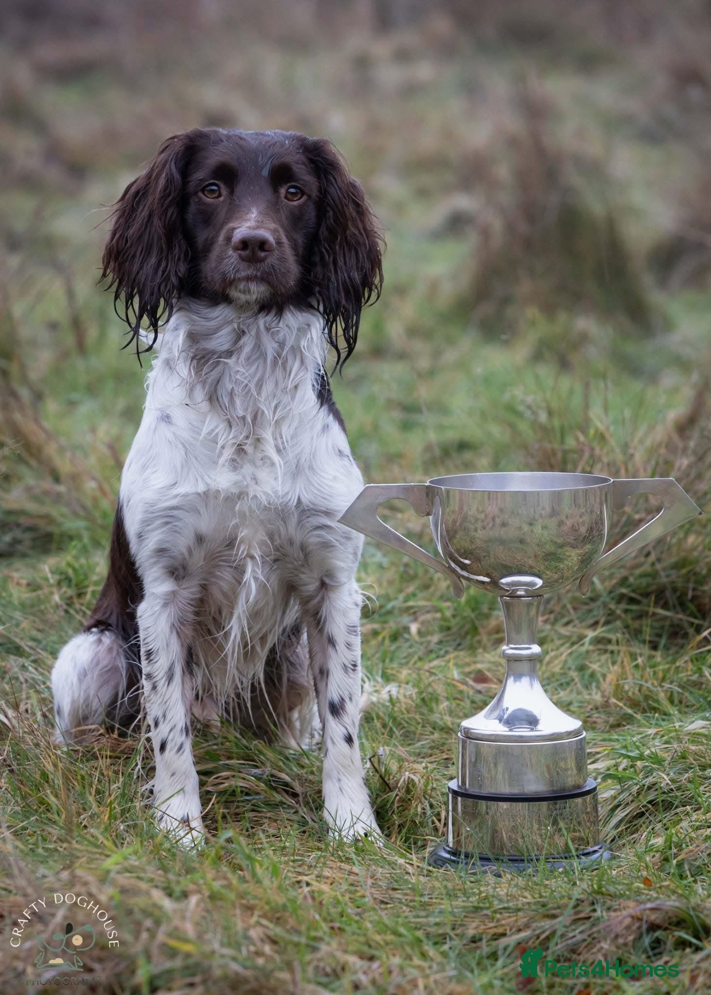 English Springer Spaniel dogs At Stud - FTW Springer Spaniel  - Advert 1