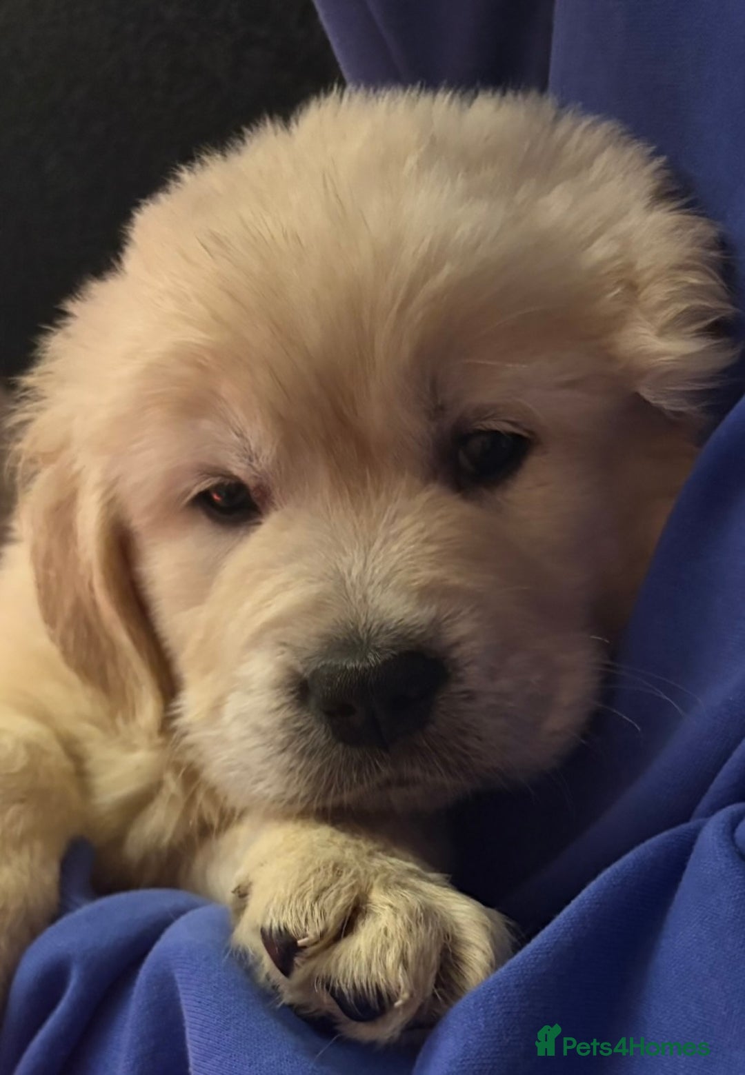 Golden Retriever dogs for sale: KC Golden Retriever Puppies for sale - Advert 16