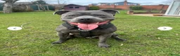 Staffordshire Bull Terrier dogs for sale: READY NOW! Chunky Staffordshire bull terrier pups - Advert 9