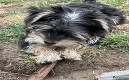 Morkie dogs for sale: Adorable Morkie Girl - Image 3