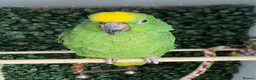 Parrots birds for sale: Amazon parrot  - Advert 3