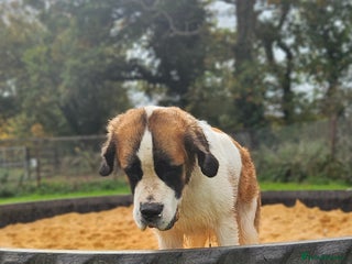 Saint Bernard dogs - Advert 5