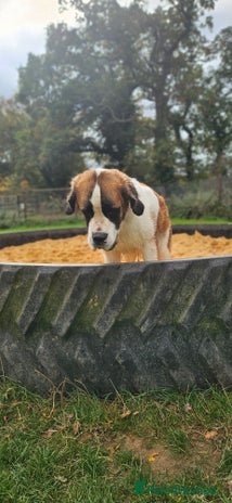 Saint Bernard dogs - Advert 5