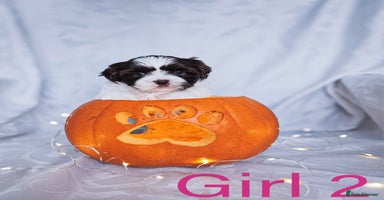 Shih Tzu dogs - Advert 3