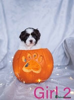 Shih Tzu dogs - Advert 5