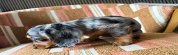 Miniature Dachshund dogs for sale: KC registered Miniature Dachshund Puppies - Advert 16
